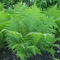 Paproć Wietlica Ostrich Plume