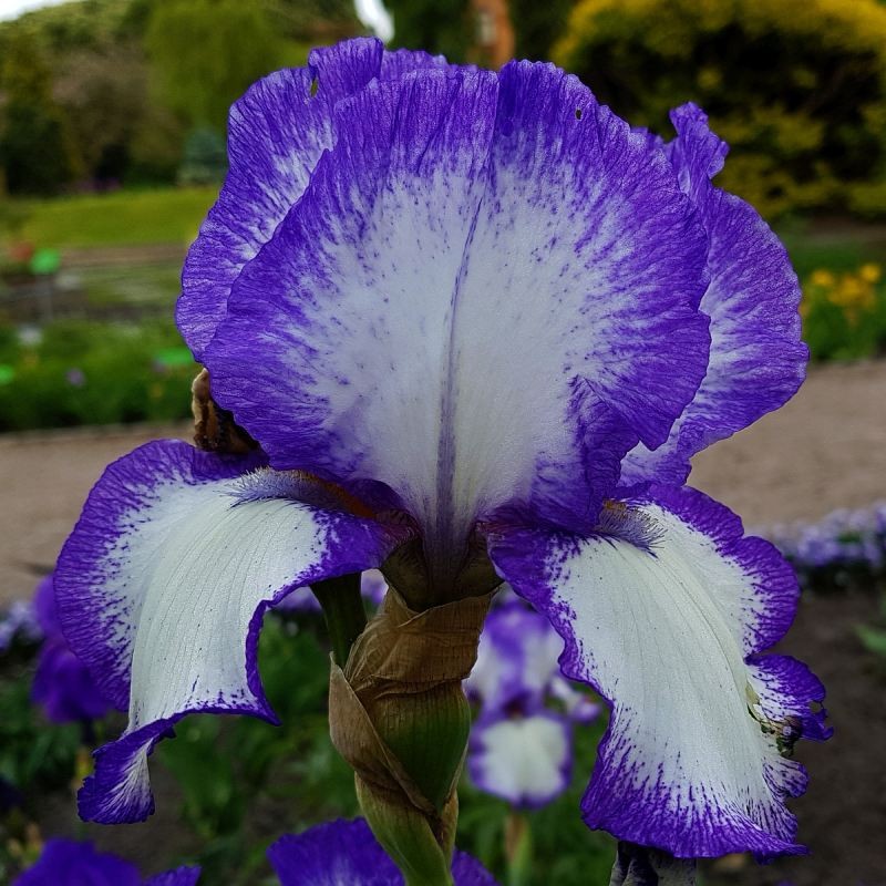 Irys Germanica Bródkowy Going My Way