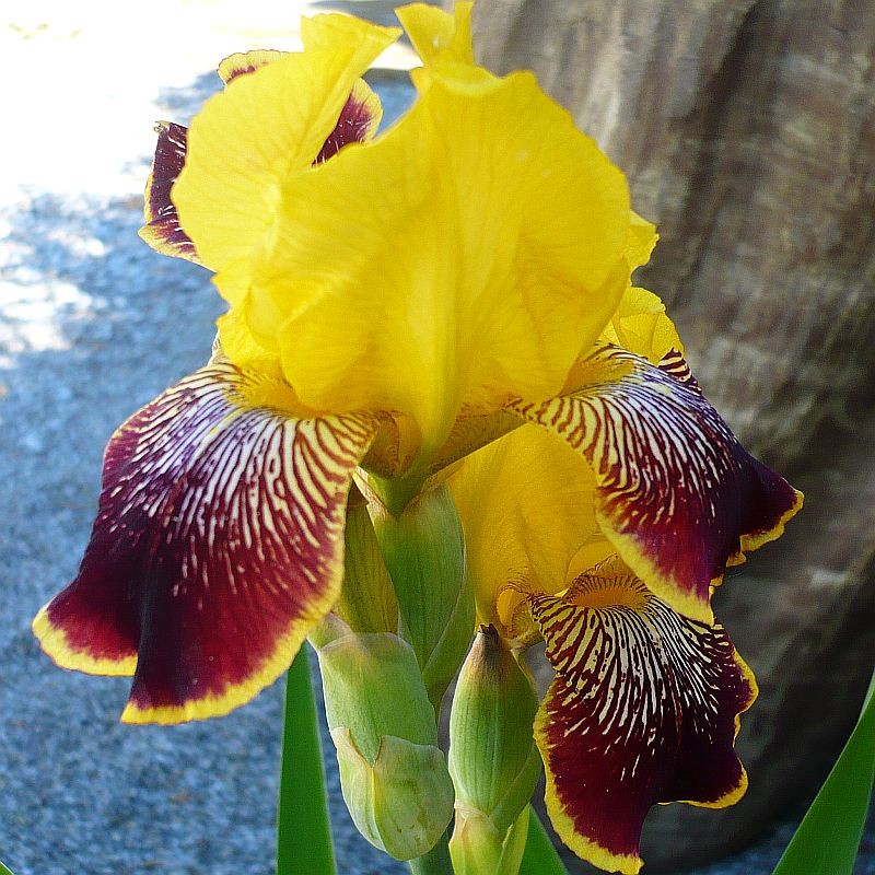 Irys Germanica Bródkowy Nibelungen