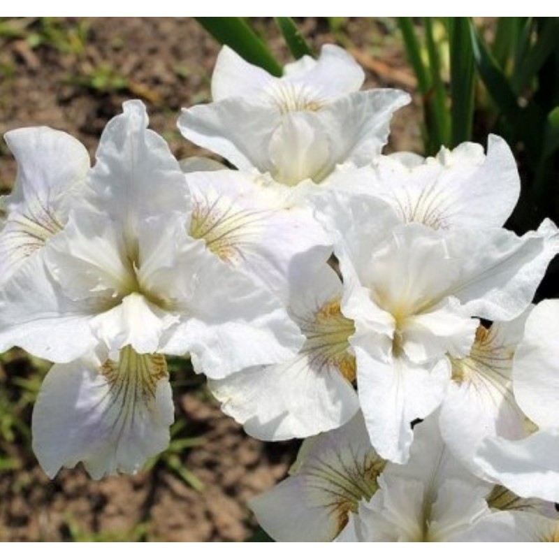 Irys Sibirica Syberyjski Biały