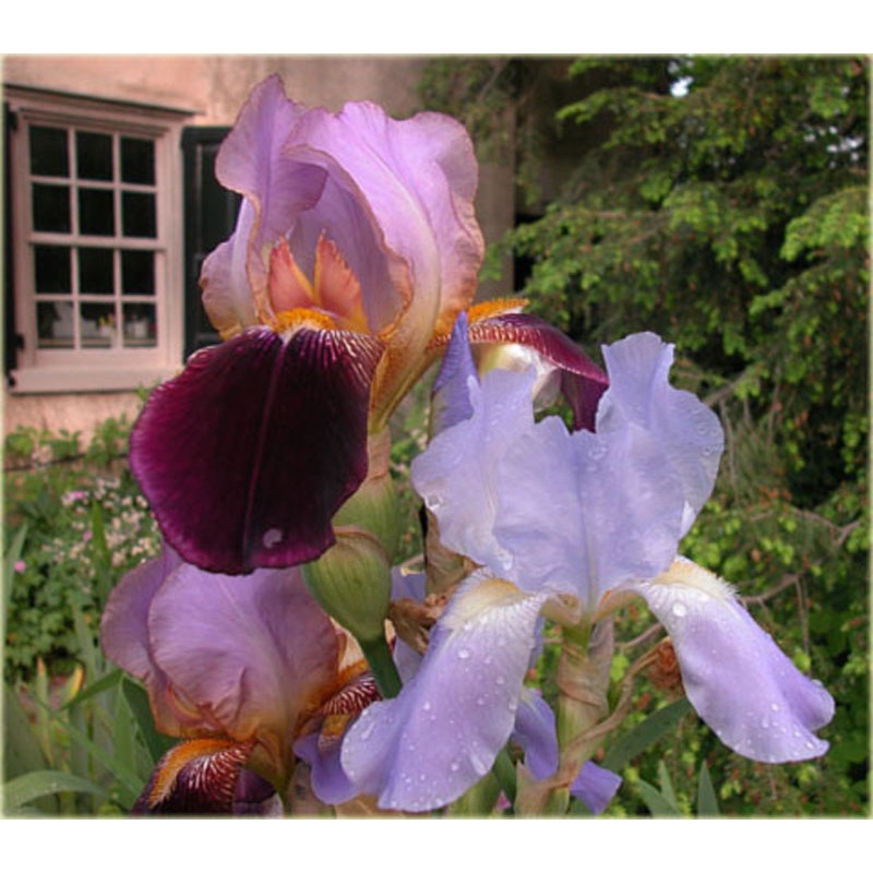 Irys Germanica Bródkowy Ambassadeur