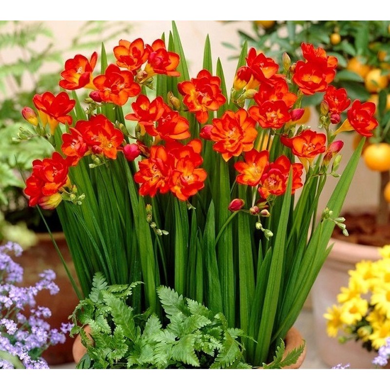 Freesia Double Frezja Pełna Czerwona