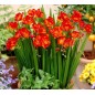 Freesia Double Frezja Pełna Czerwona