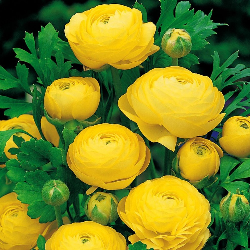Ranunculus Jaskier Żółty