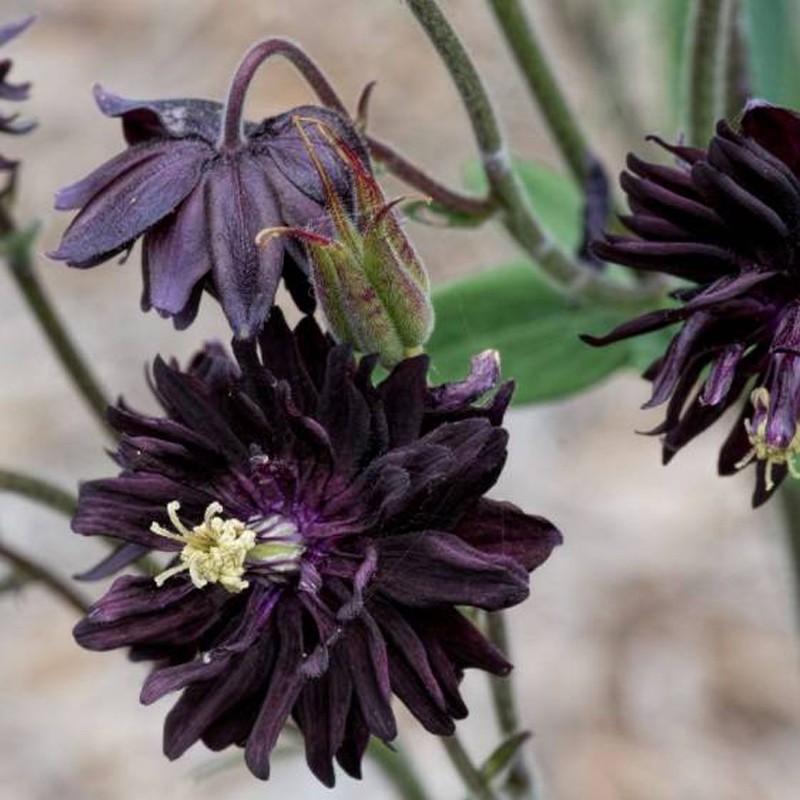 Aquilegia Orlik Pełny Barlow Black