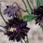 Aquilegia Orlik Pełny Barlow Black