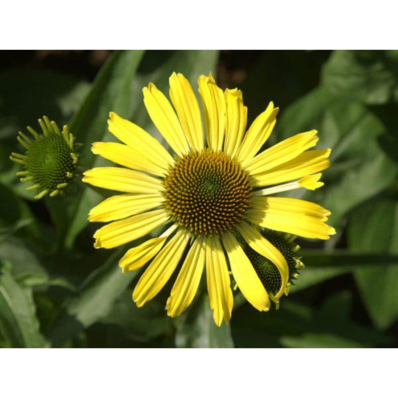 Echinacea Jeżówka Żółta Sunflower