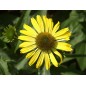 Echinacea Jeżówka Żółta Sunflower