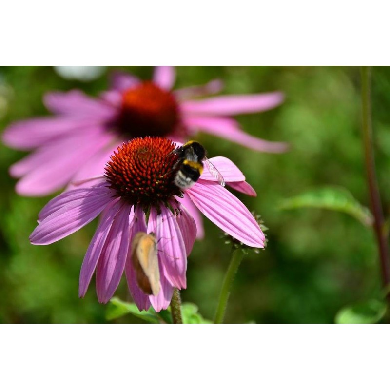 Echinacea Jeżówka Fioletowa