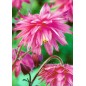 Aquilegia Orlik Pełny Barlow Pink