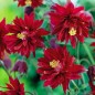 Aquilegia Orlik Pełny Barlow Red