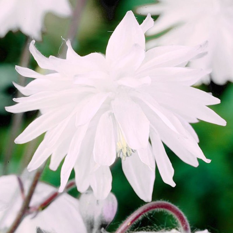 Aquilegia Orlik Pełny Barlow White