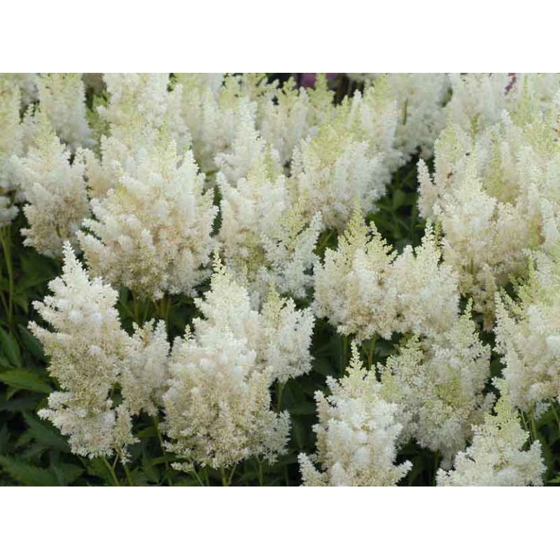 Astilbe Tawułka Arendsa Deutschland Astilbe Tawułka Arendsa Deutschland