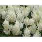 Astilbe Tawułka Arendsa Deutschland Astilbe Tawułka Arendsa Deutschland