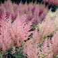 Astilbe Tawułka Arendsa Peach Blossom