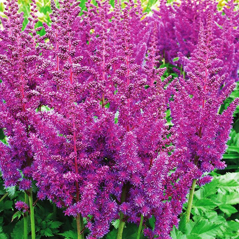 Astilbe Tawułka Arendsa Superba