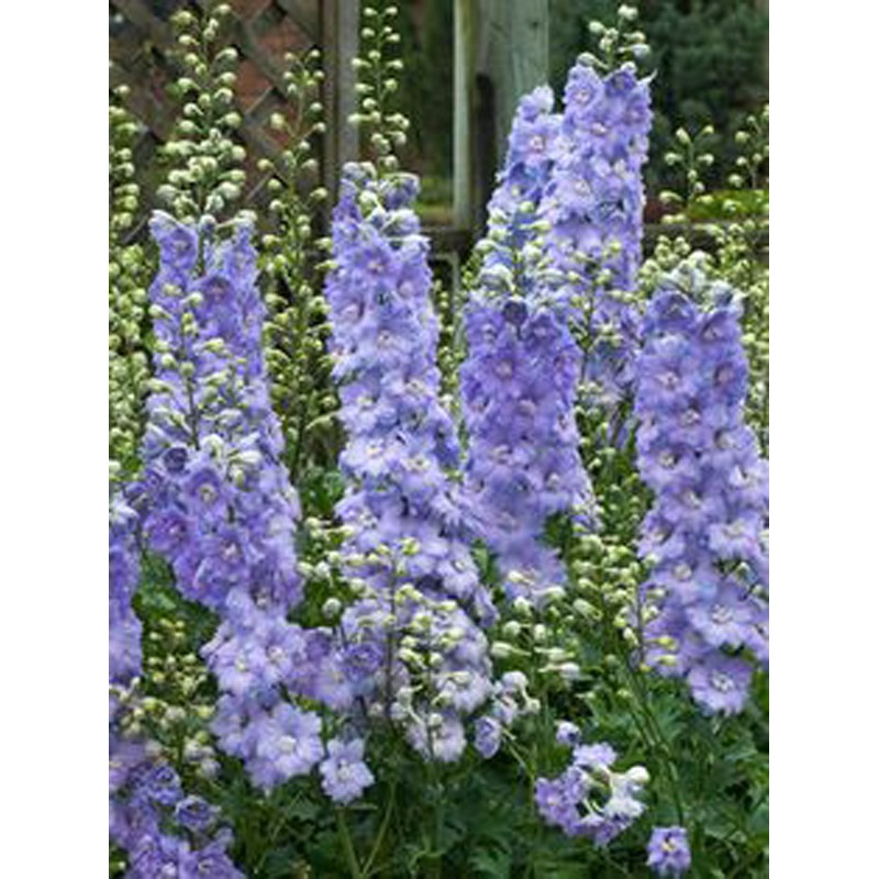 Delphinium Ostróżka Bicolor