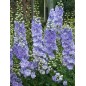 Delphinium Ostróżka Bicolor