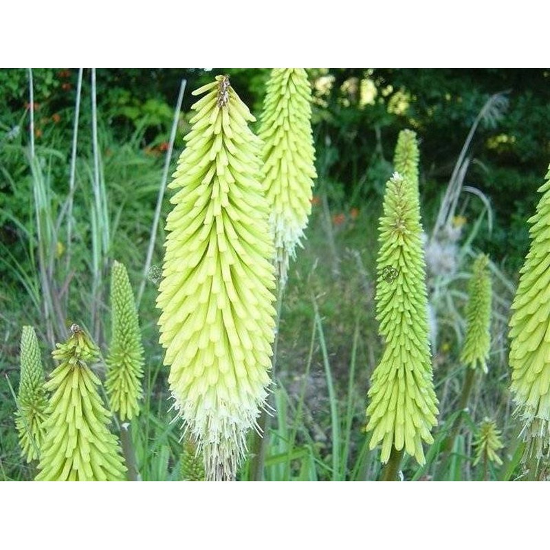 Kniphofia Trytoma Groniasta Biała