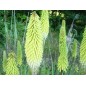 Kniphofia Trytoma Groniasta Biała