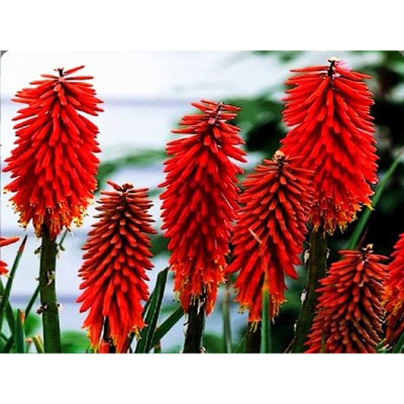 Kniphofia Trytoma Groniasta Nancy Red