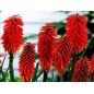 Kniphofia Trytoma Groniasta Nancy Red