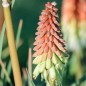 Kniphofia Trytoma Groniasta Toffee Noseed Kniphofia Trytoma Groniasta Toffee Noseed