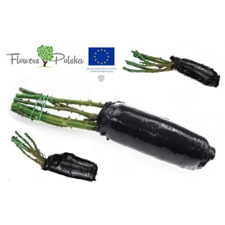 RÓŻA WIELKOKWIATOWA RUBINOWA C. Noir 3-420