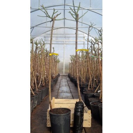 RÓŻA NA PNIU DWUKOLOROWA 3-022