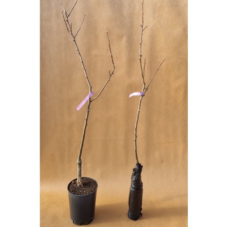 Drzewko Jabłoń Witos 2-323