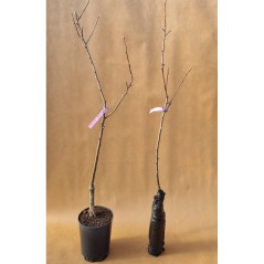 Drzewko Jabłoń Koksa 2-308