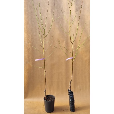 Drzewko Brzoskwinia Harrow Beauty 2-002