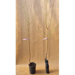 Drzewko Nektaryna Harblaze 2-504