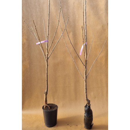 Drzewko Czereśnia Kordia 2-103