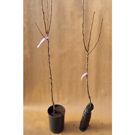 Drzewko Grusza Kaukaska 2-007