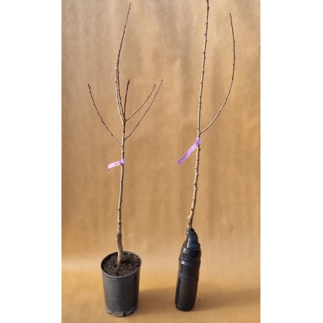 Drzewko Śliwa Empress 2-703