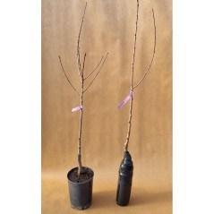 Drzewko Śliwa Kirkes 2-707