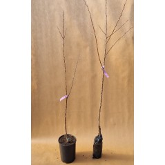 Drzewko Morela Zaleszczycka 2-407