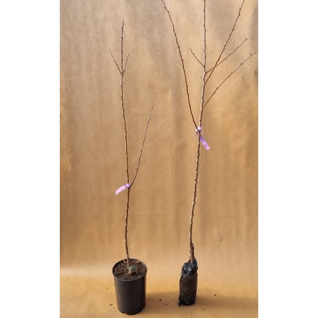 Drzewko Morela Zaleszczycka 2-407