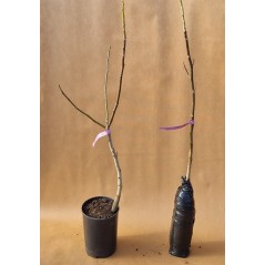 Drzewko Orzech Czerwony 2-601