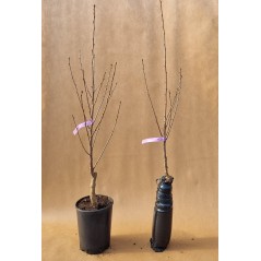 Drzewko Wiśnia Nana Groniasta 2-803