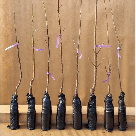 Drzewko Jabłoń Kolumnowa Malus Waltz 2-904