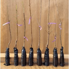 Drzewko Jabłoń Kolumnowa Balerina Maypole 2-901