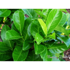 Laurowiśnia Rotundifolia Nowość Na Nowoczesny Żywopłot 