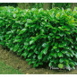 Laurowiśnia Rotundifolia 150 cm – Nowość na Nowoczesny Żywopłot