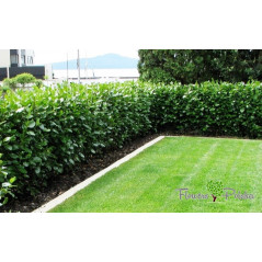 Laurowiśnia Rotundifolia Nowość Na Nowoczesny Żywopłot 