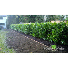 Laurowiśnia Rotundifolia Nowość Na Nowoczesny Żywopłot 