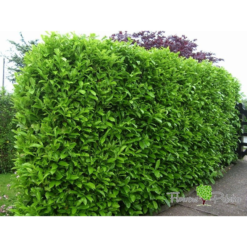 Laurowiśnia Rotundifolia 150 cm – Nowość na Nowoczesny Żywopłot