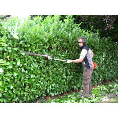 Laurowiśnia Rotundifolia Nowość Na Nowoczesny Żywopłot 