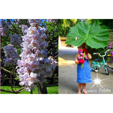 Cesarskie Drzewko Paulowania Tomentosa 11-012